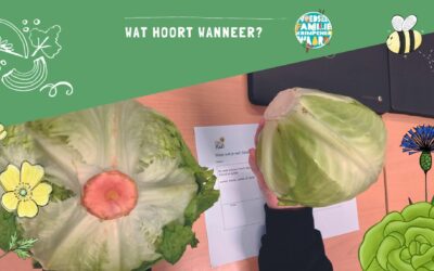 Zomer en wintergroenten – groep 3,4