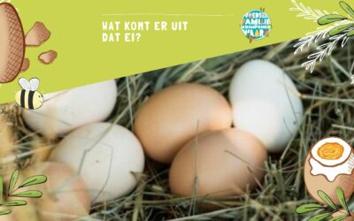De Kip en het Ei – groep 1,2