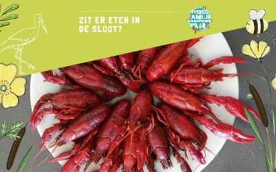 Voedsel uit de sloot – groep 3,4