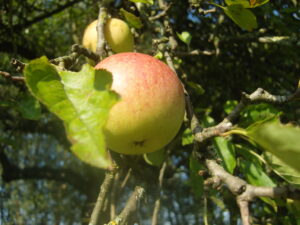 Voedselfamilie Krimpenerwaard Voedseleducatie