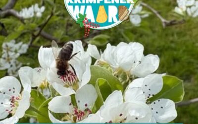 Column #03 – Waar komt die drukte in de polder toch vandaan?